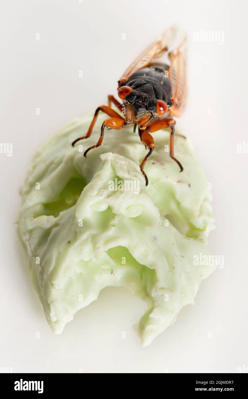 Creepy studio macro d'une couvée X cicada sur une petite sculpture de crâne. Banque D'Images