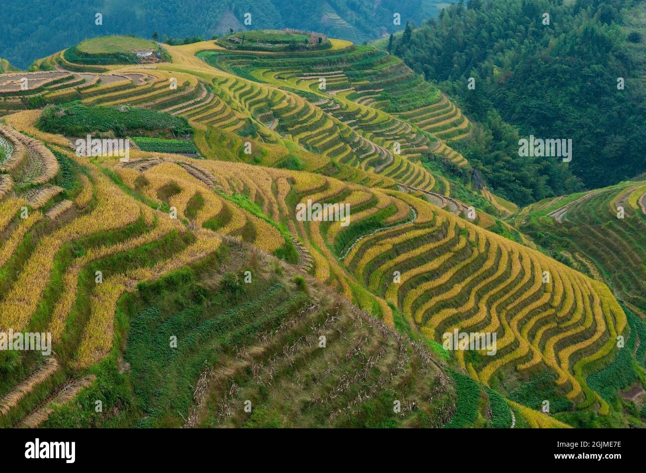 Ping d'un terrain en terrasse pendant la saison de récolte situé dans la zone panoramique des champs en terrasse de Longji, comté de Longsheng, province de Guangxi, Chine. Banque D'Images