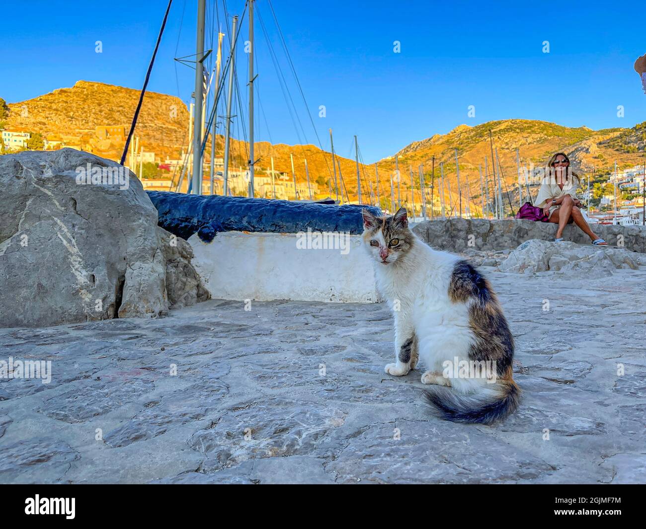 Chats de rue dans les rues de l'île d'Hydra, Grèce Banque D'Images