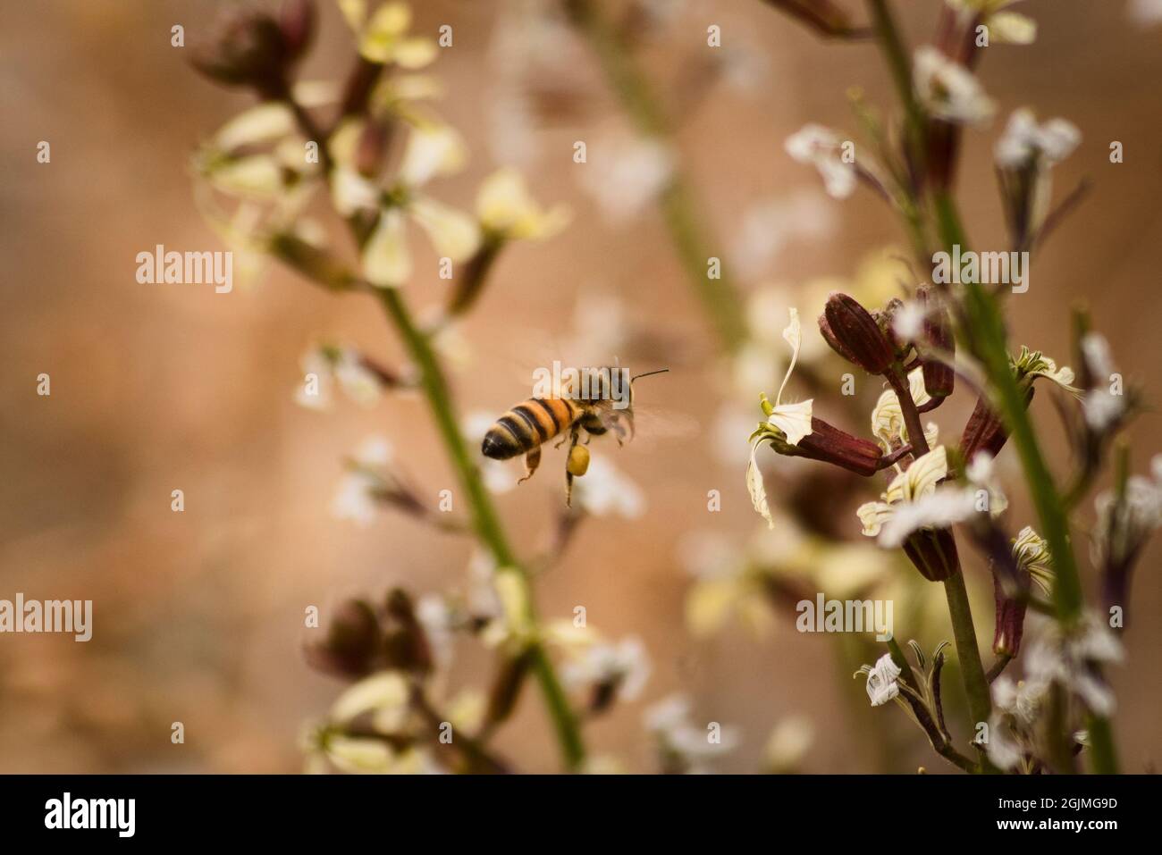 Abeille ouvrière en vol après la collecte du pollen d'une fleur sauvage à Tupungato, Mendoza, Argentine. Banque D'Images
