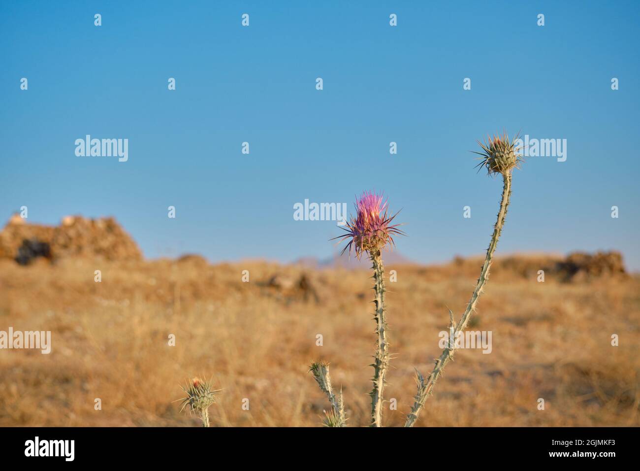 Plante de l'épine rose du désert sur fond de blé jaune et de ciel bleu à Hasan Mountain (Hasan Dagi) Turquie Aksaray Banque D'Images