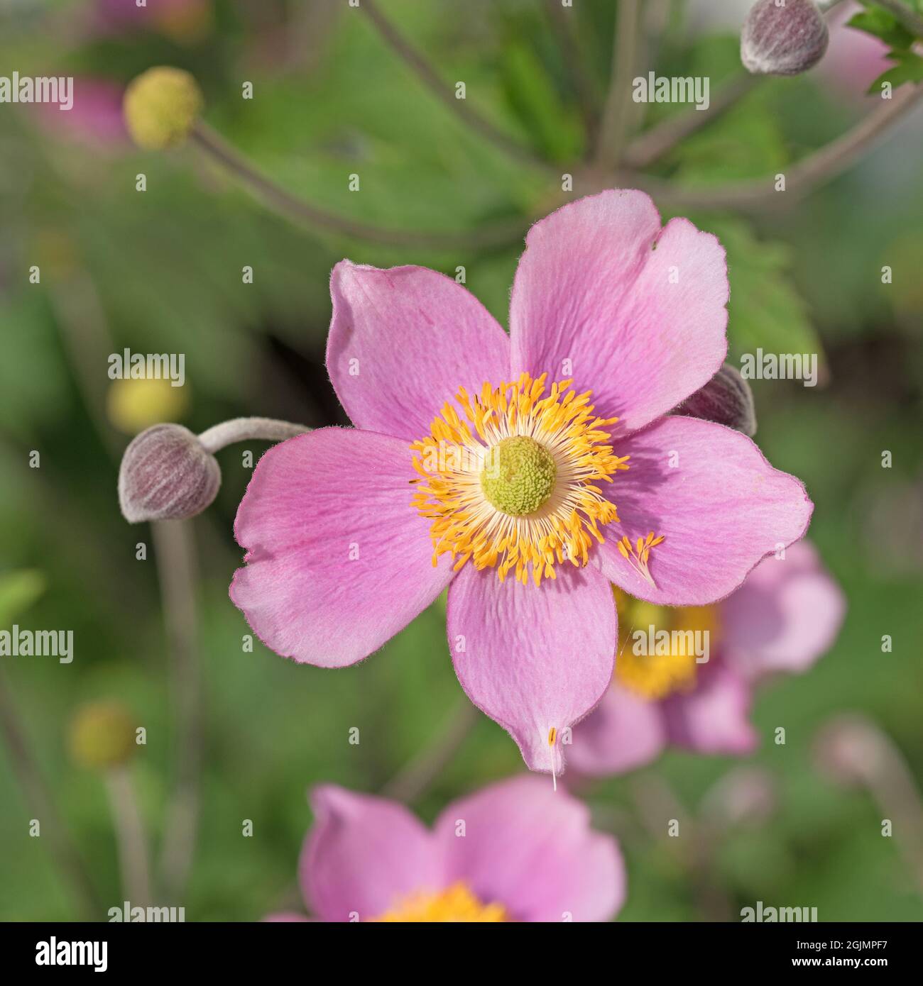 Anémone d'automne en fleurs, Anemone hupehensis Photo Stock - Alamy