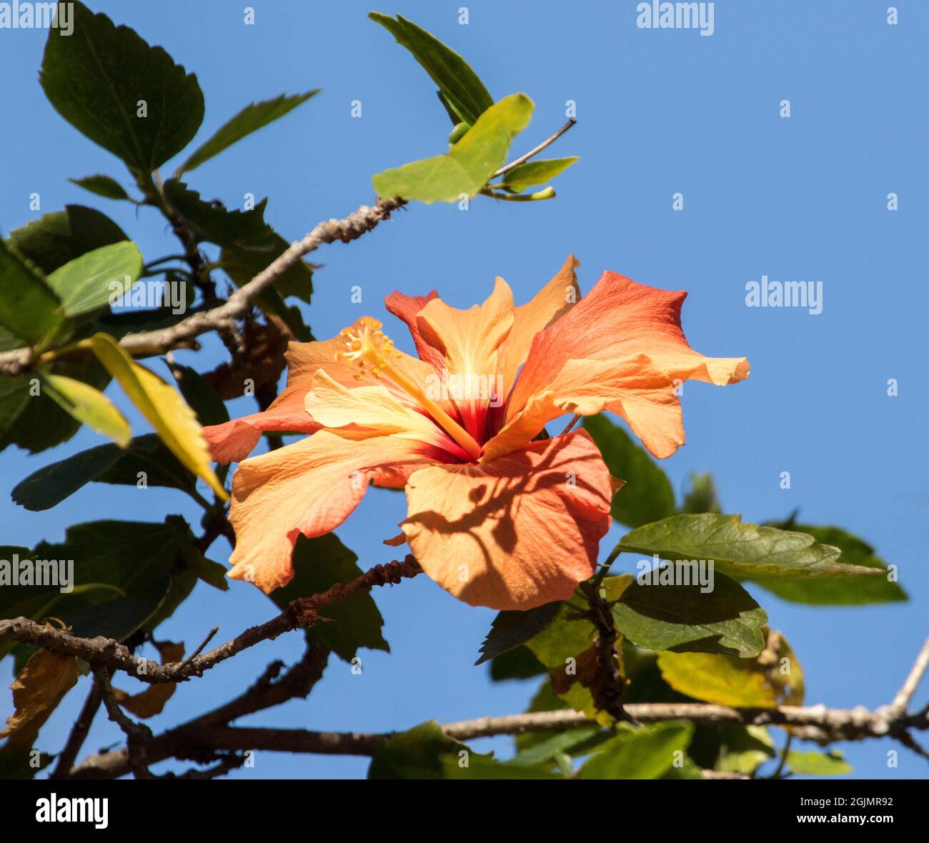 Fleur d'orange, cultivar Hibiscus rosa-sinensis, contre un ciel bleu clair Banque D'Images