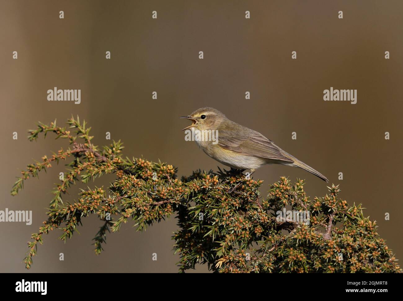 Chantant de mouffpaille dans un arbre de genévrier Banque D'Images