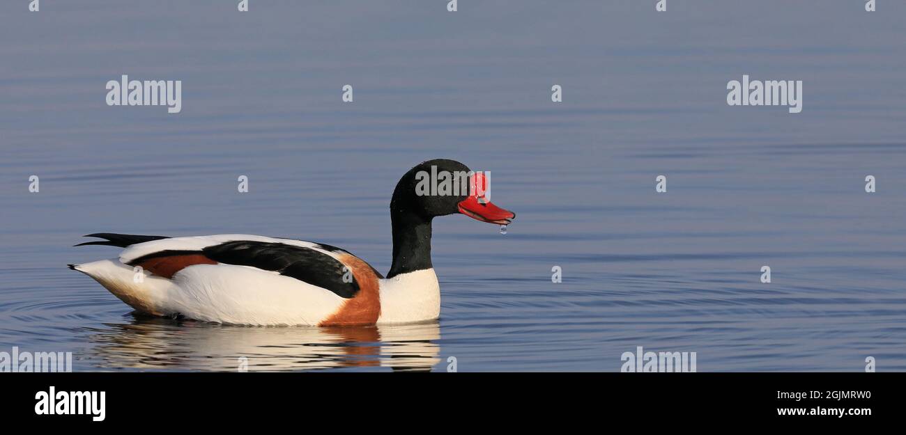 Shelduck commune nageant dans le plumage de reproduction Banque D'Images