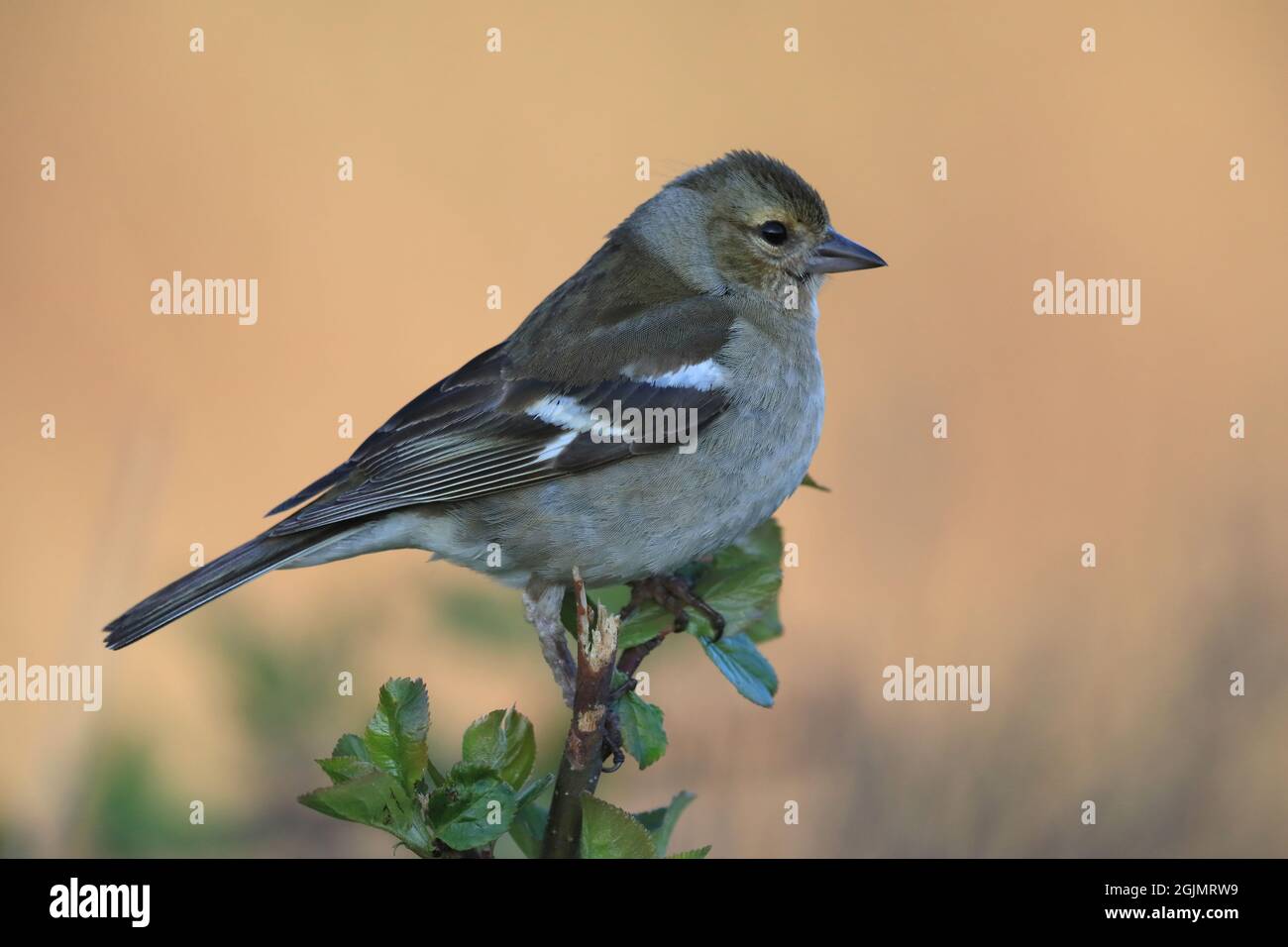 Femme Chaffinch, côté wiew, fond propre Banque D'Images