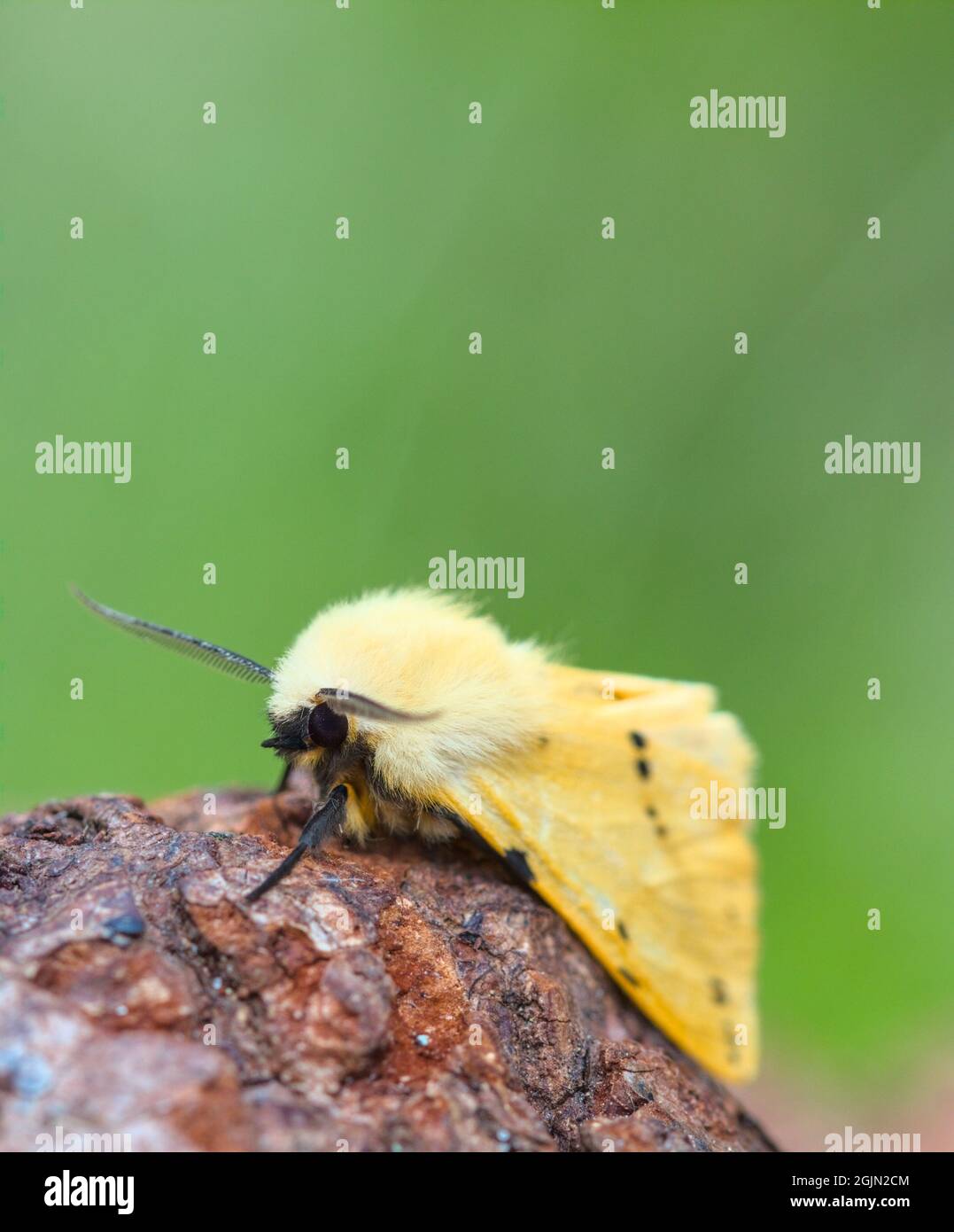 Buff Ermine Moth, Spilosoma lutéum, reposant sur Un Log contre fond vert avec Copy Space, Royaume-Uni Banque D'Images