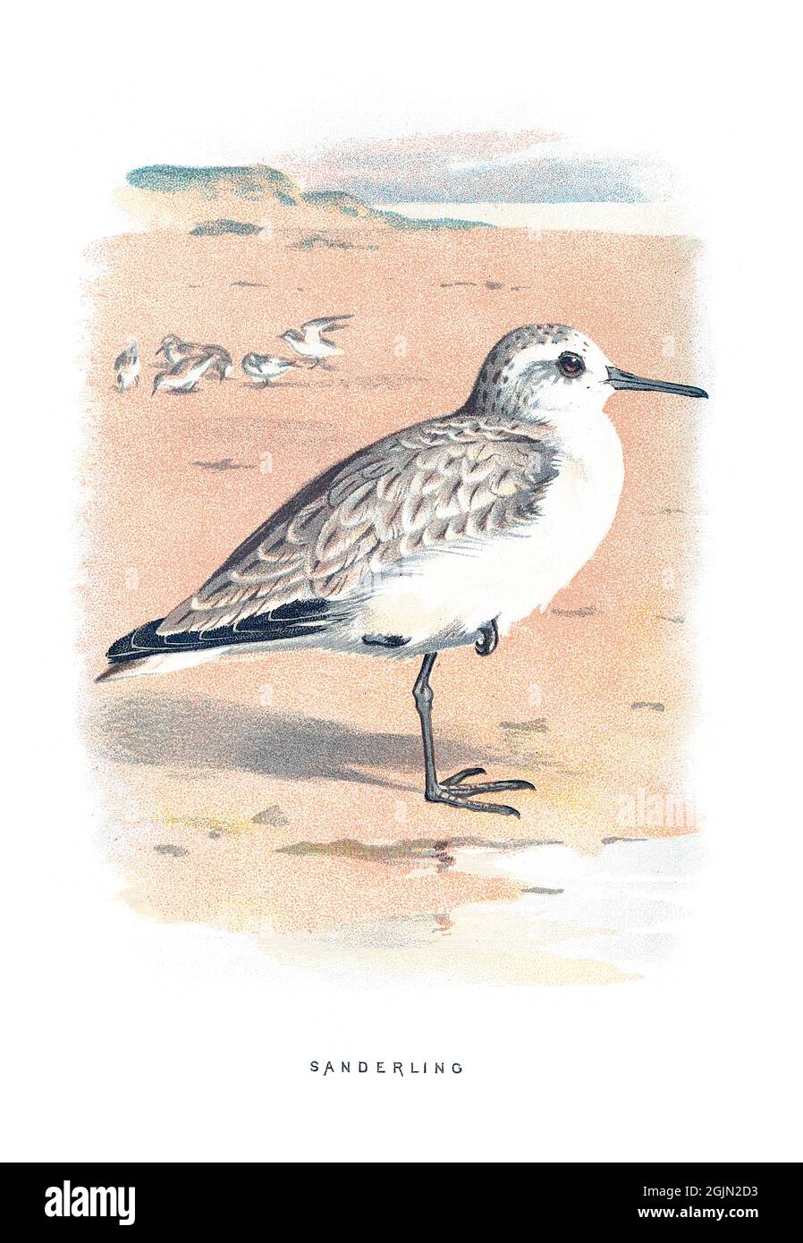 Le sanderling, Calidris alba, est un petit oiseau de passage à gué. Banque D'Images