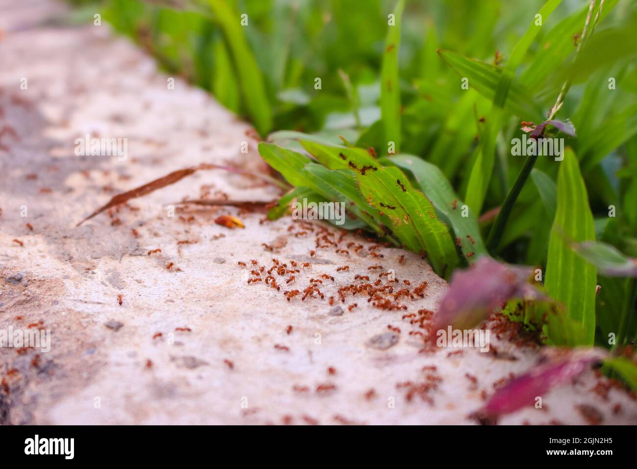 essaim d'fourmis rouges dans l'herbe Banque D'Images