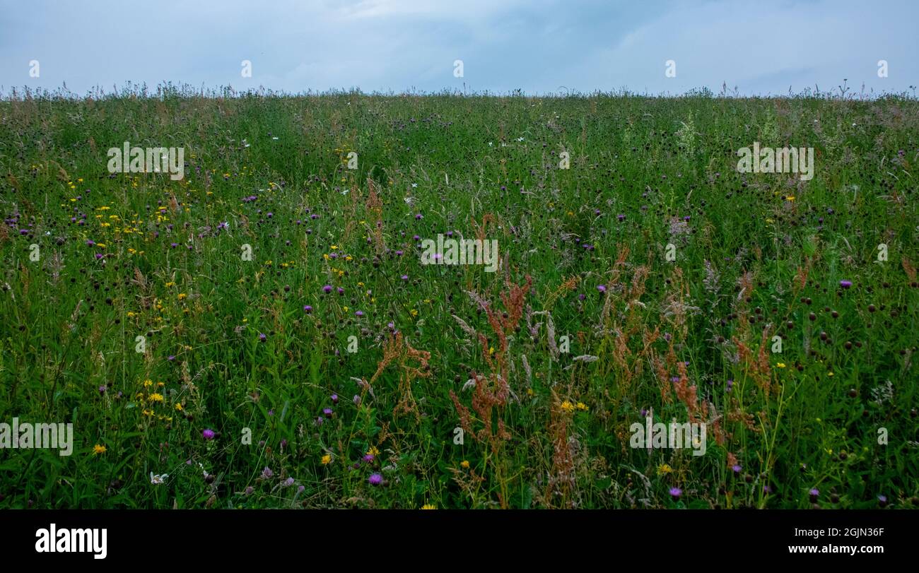 Prairie de fleurs sauvages sur la réserve naturelle de Daisy Hill en été Banque D'Images