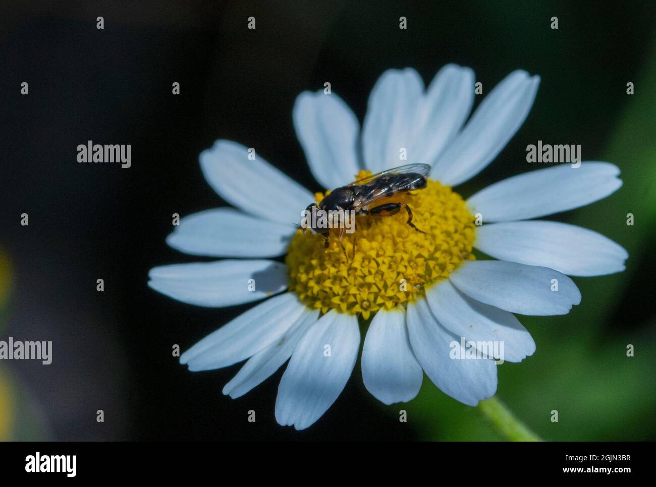 Survoler les pattes épaisses sur la fleur de pâquerette Banque D'Images