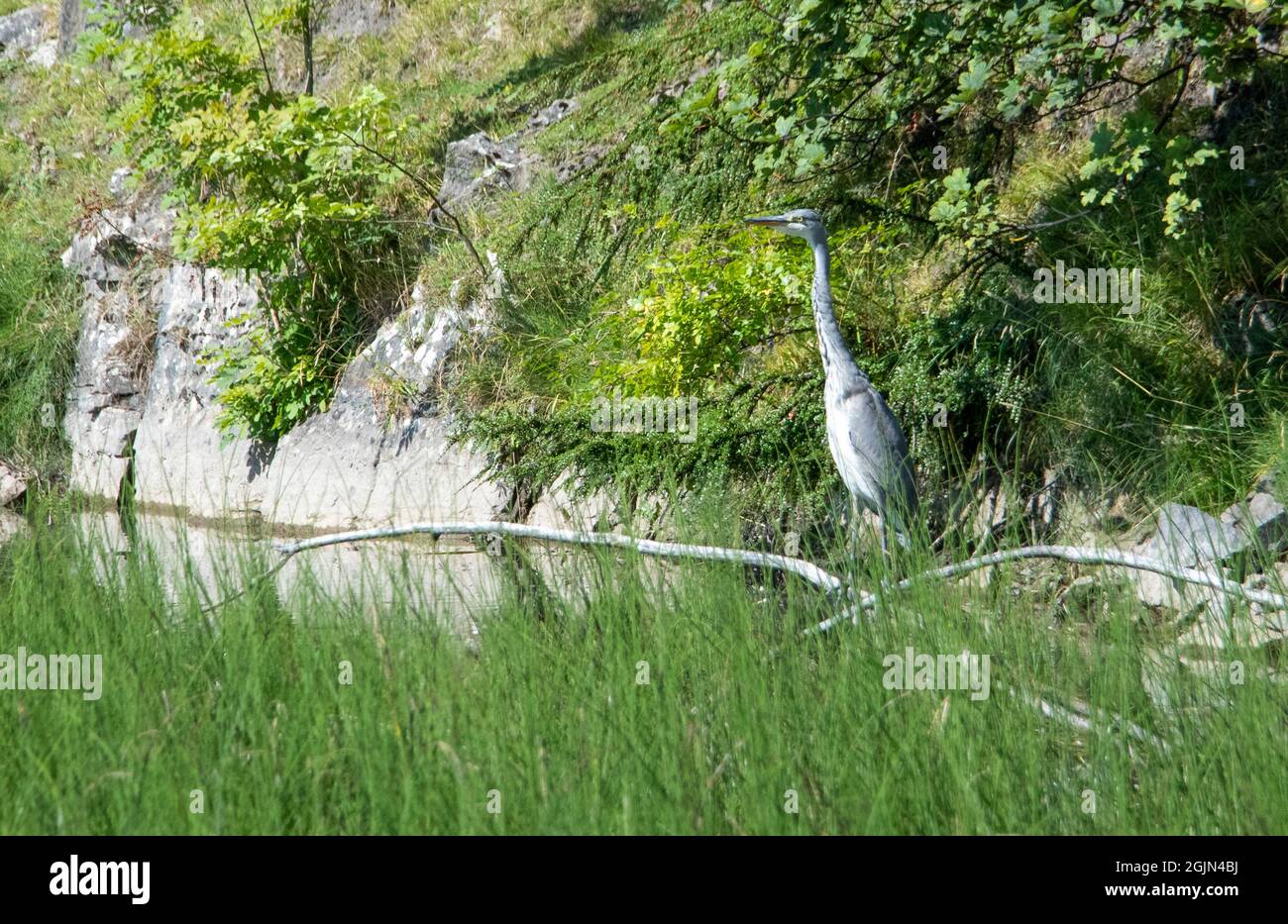 Héron gris juvénile sur le côté de l'étang Banque D'Images