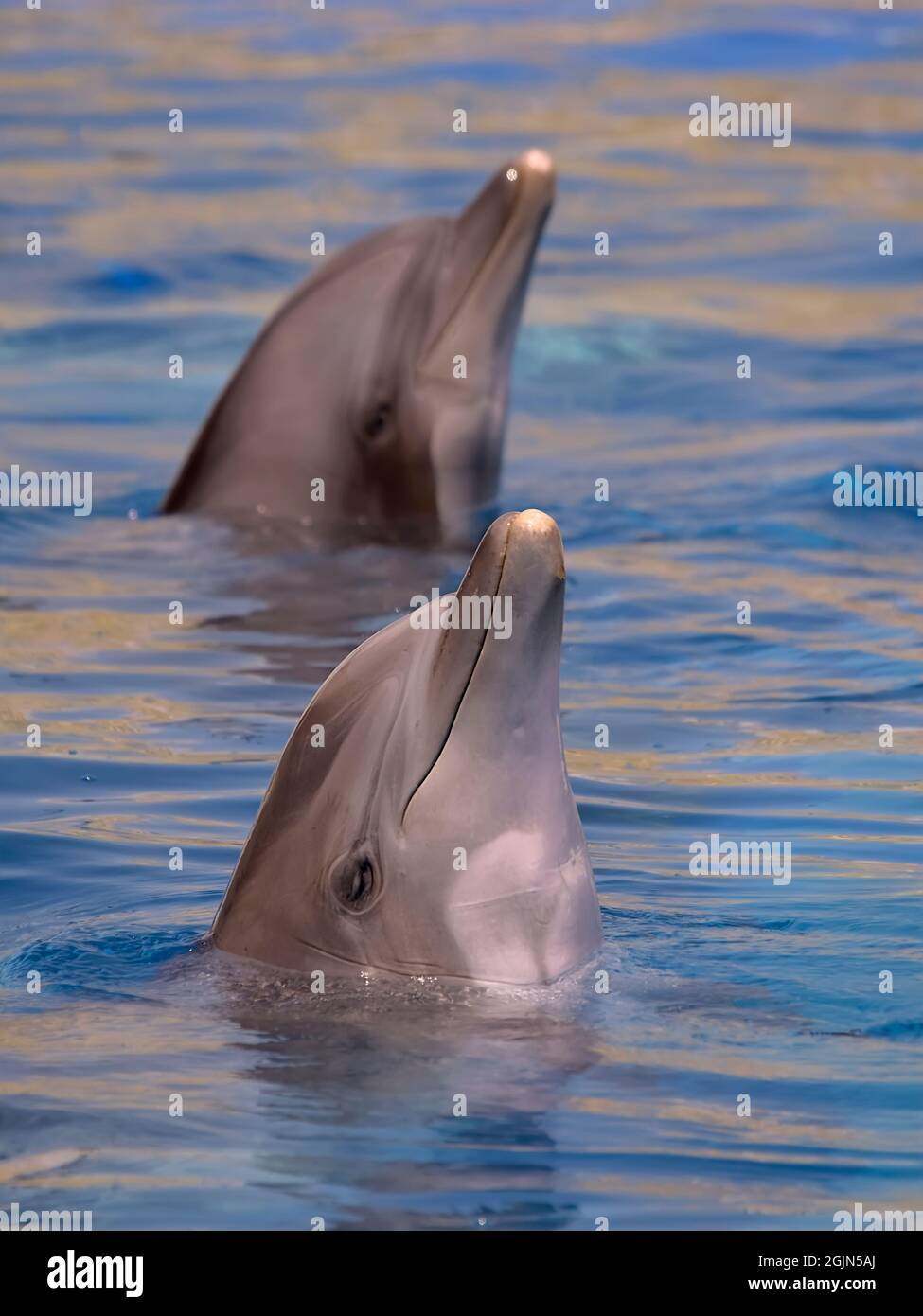 Deux portraits de grands dauphins (Tursiops truncatus) dans l'eau bleue Banque D'Images