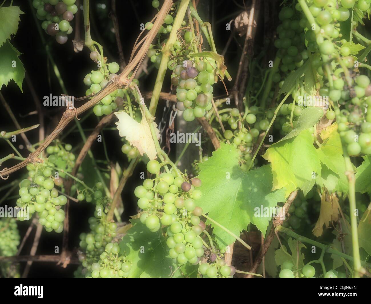 Quelques petits raisins dans les petits pains mûrissant sur la vigne Banque D'Images