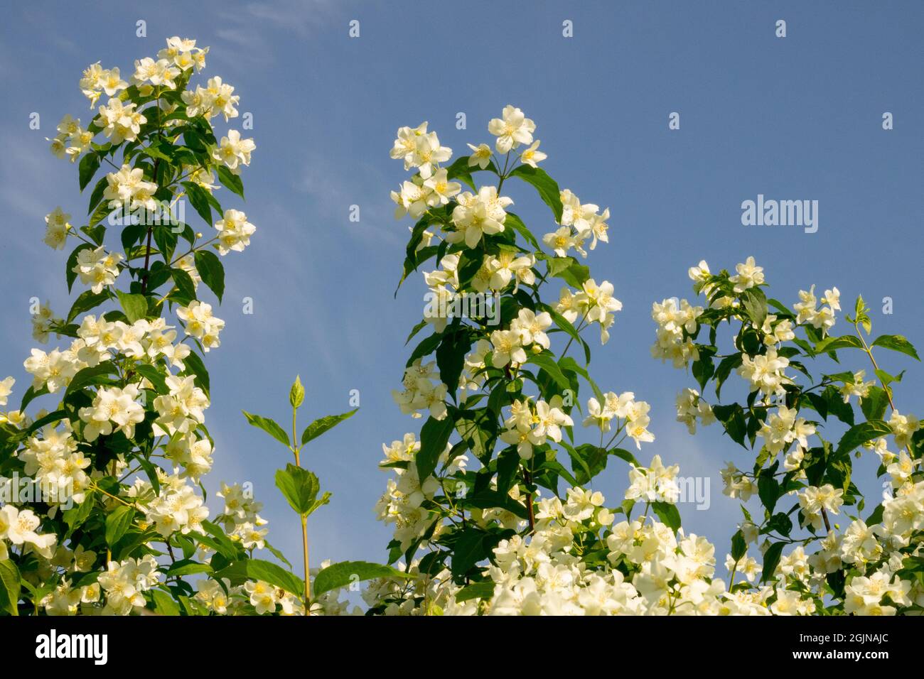 Orange maquette Philadelphus coronarius blanc fleurs ciel arbustes à fleurs Banque D'Images
