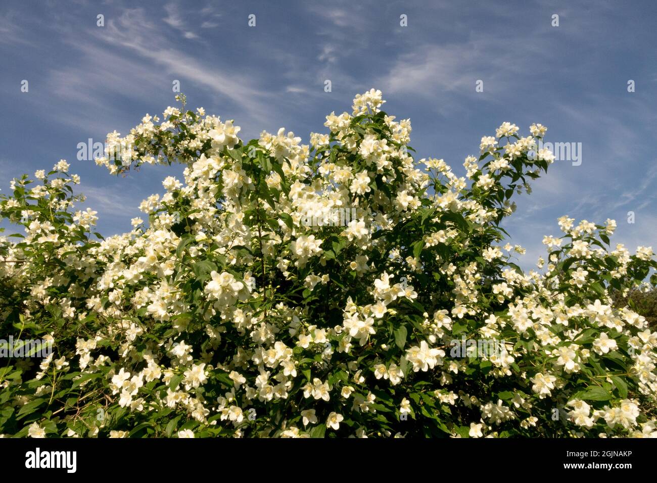 Arbustes fleuris dans le jardin du début de l'été Philadelphus coronarius Sweet Mock Orange Banque D'Images