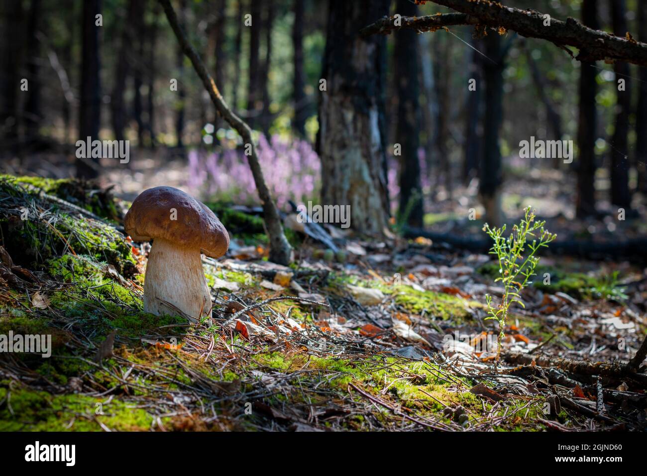 Un champignon cep pousse dans le bois de mousse. Royal porcini nourriture dans la nature. Boletus croissant dans la forêt sauvage Banque D'Images