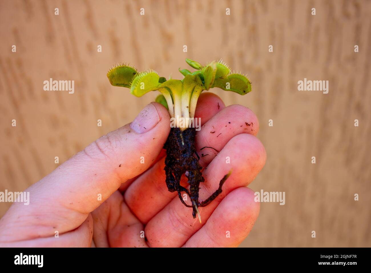 Feuilles, rhizome blanc et racines couvertes dans le sol de la plante du piège à mouches venus dans la main d'un homme caucasien. Banque D'Images