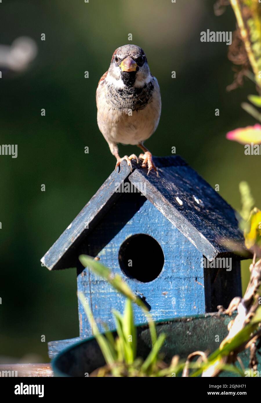 Bruant commun perçant sur le toit d'une maison d'oiseau bleu Banque D'Images