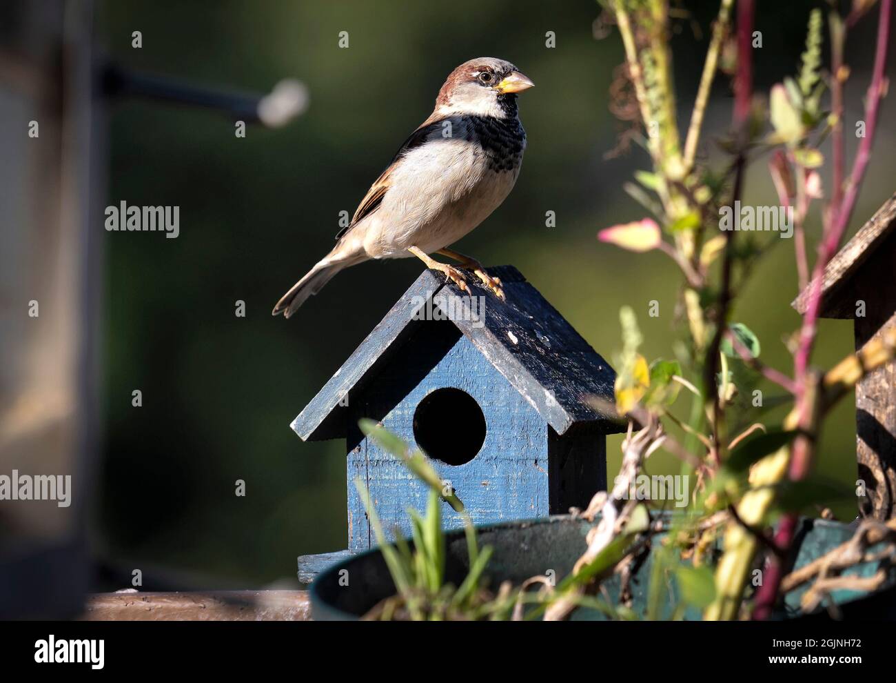 Bruant commun perçant sur le toit d'une maison d'oiseau bleu Banque D'Images
