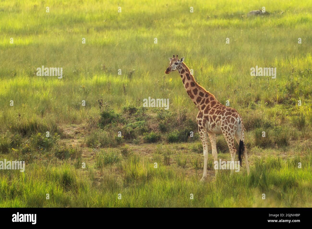 Girafe du Nord - Giraffa camelopalis, mignonne membre des cinq grands Africains, Murchison Falls, Ouganda. Banque D'Images
