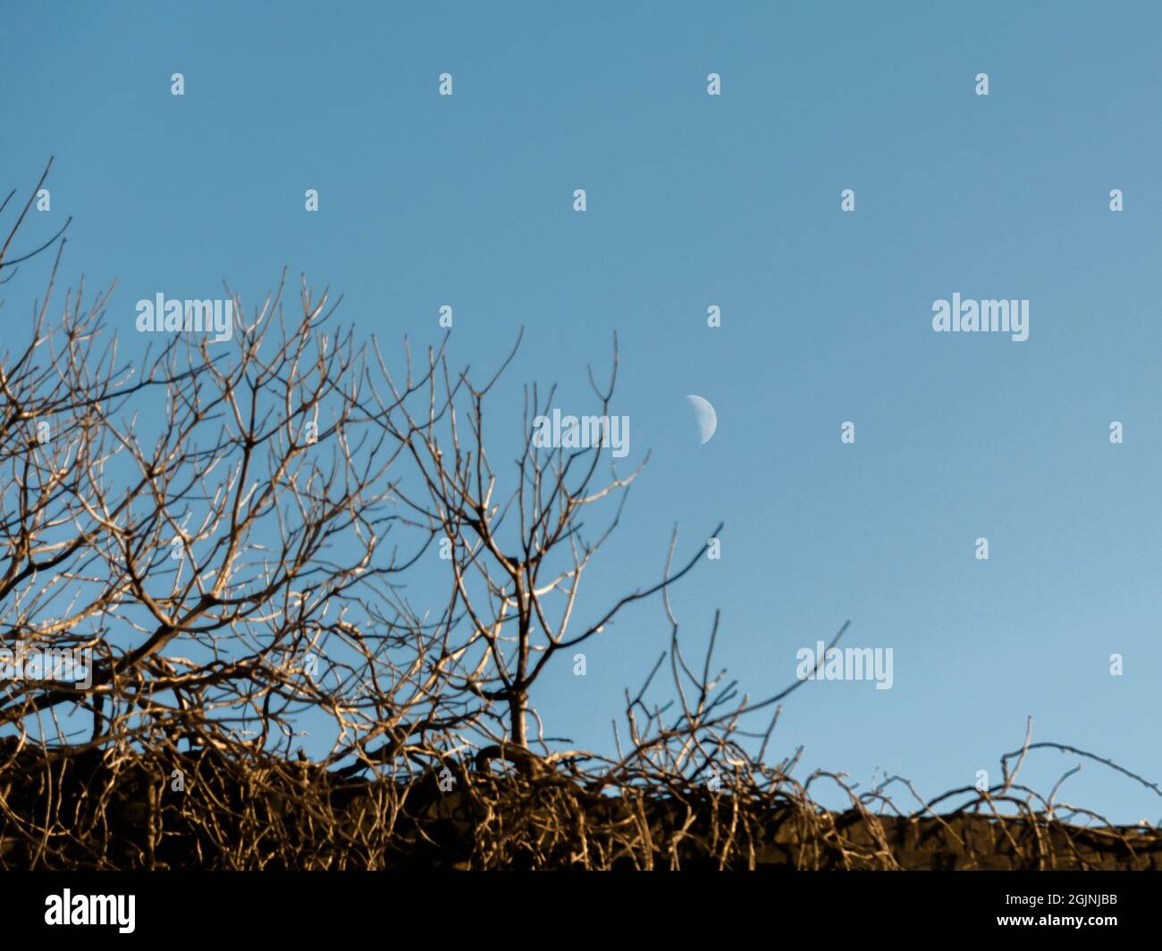 Vue panoramique de la demi-lune naturelle contre un ciel bleu clair. Paysage rural avec branches d'arbre sans feuilles au premier plan Banque D'Images