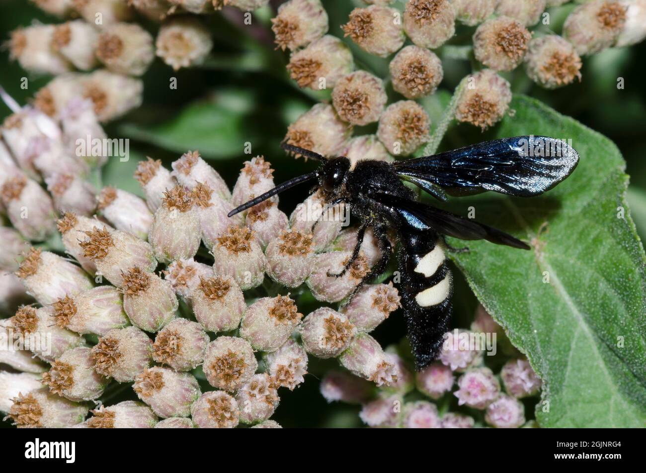 Guêpe Scoliid à double bande, Scolia bicincta, fourrager sur Saltmarsh Fleabane, Pluchea odorata Banque D'Images