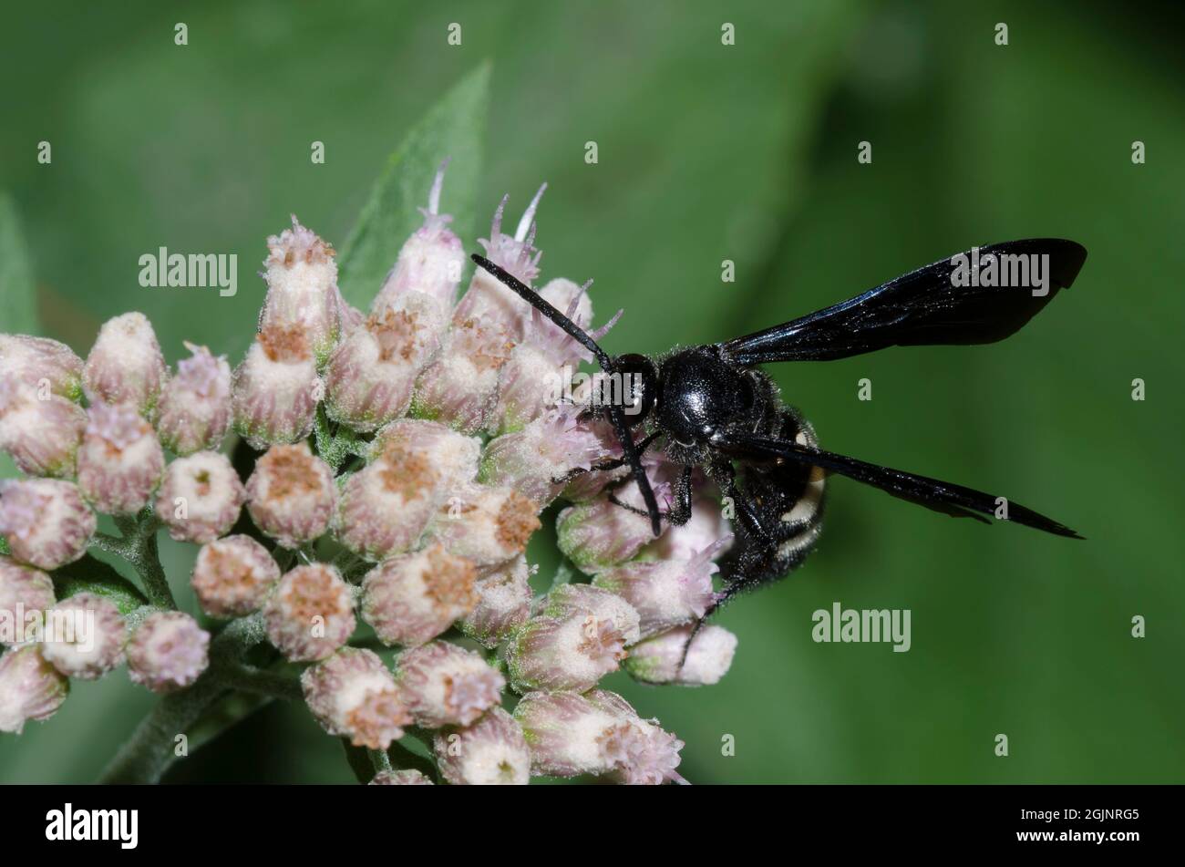 Guêpe Scoliid à double bande, Scolia bicincta, fourrager sur Saltmarsh Fleabane, Pluchea odorata Banque D'Images