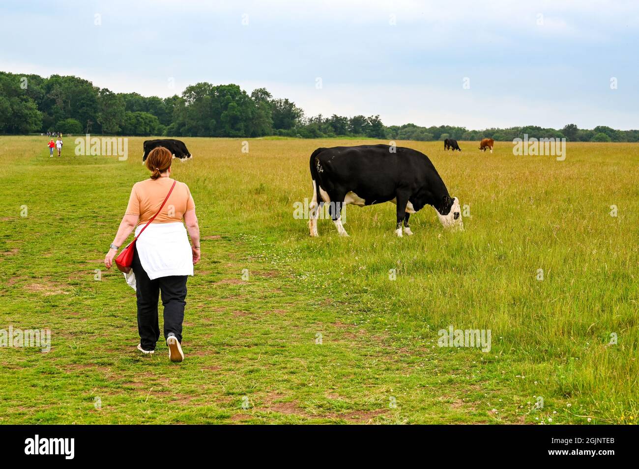 Salisbury, Angleterre - juin 2021 : personne passant devant des vaches broutant dans un grand champ Banque D'Images