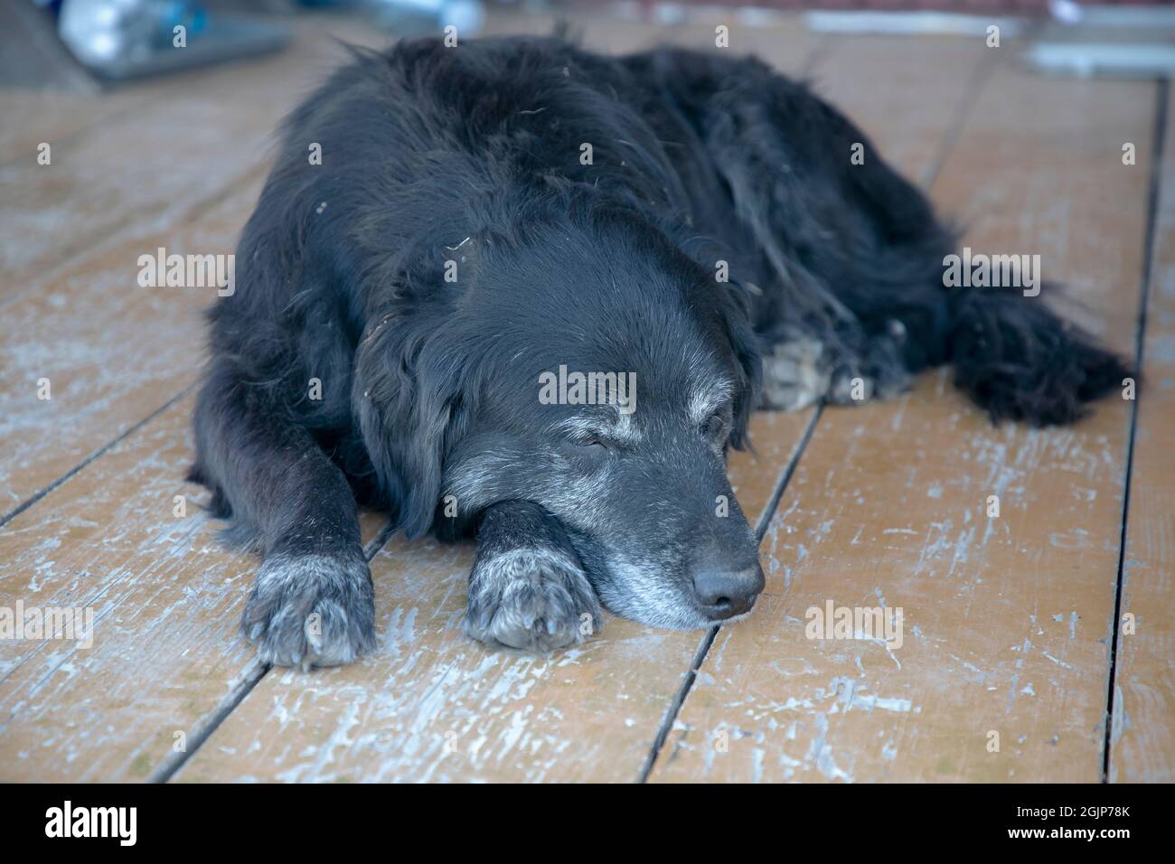 Un vieux chien qui se nappent sur le porche Banque D'Images