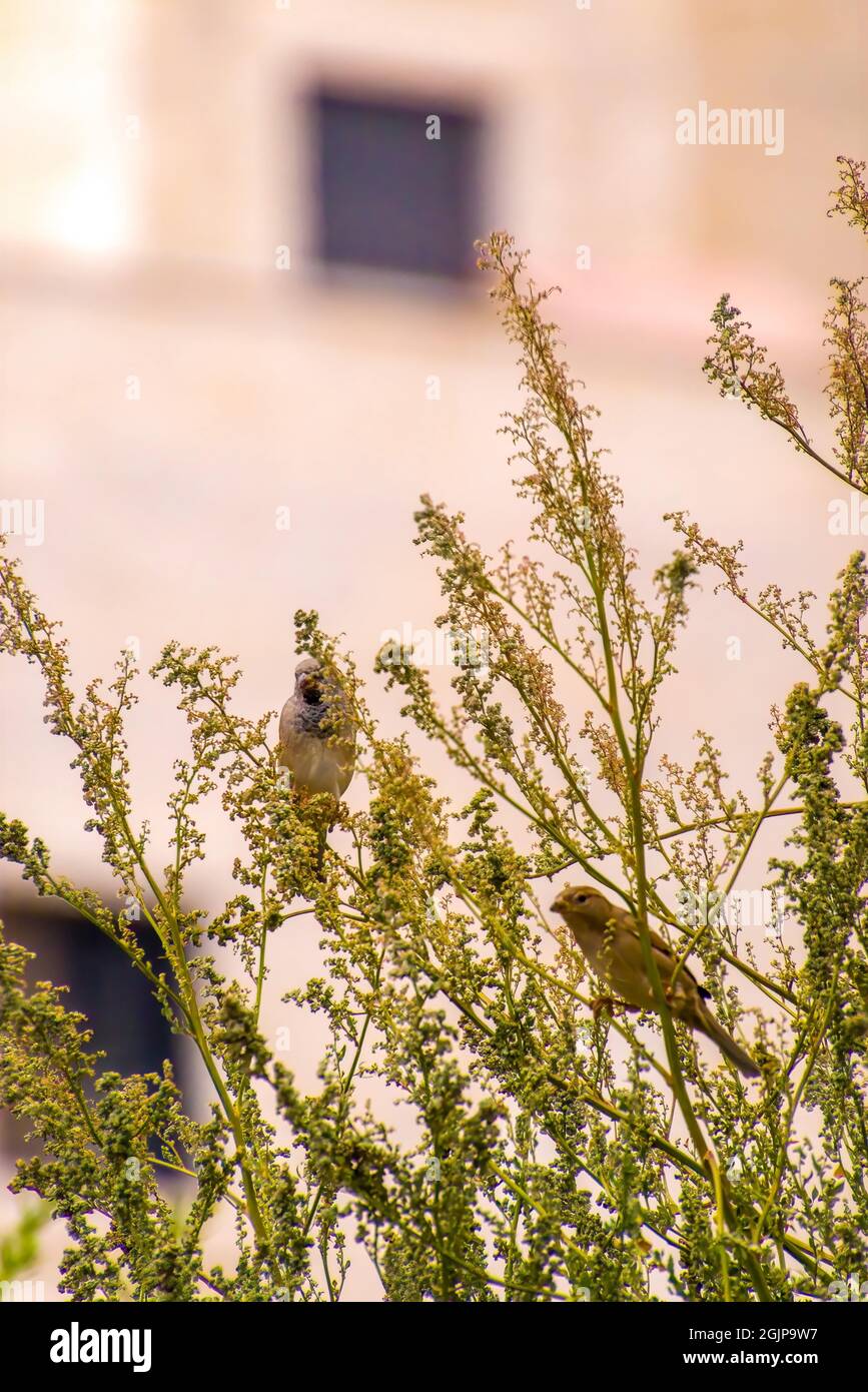 Inde, 15 mars 2021 : Chambre d'oiseau de moineau debout sur la branche. Oiseau d'arrow. Petit oiseau. Le moineau de la maison est un oiseau de Banque D'Images