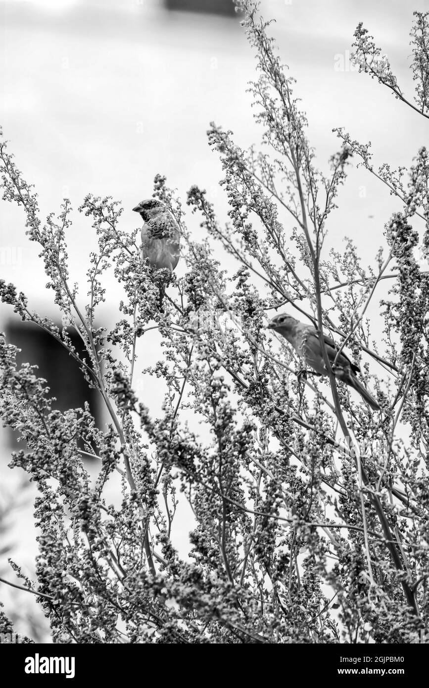 Inde, 15 mars 2021 : Chambre d'oiseau de moineau debout sur la branche. Oiseau d'arrow. Petit oiseau. Le moineau de la maison est un oiseau de Banque D'Images