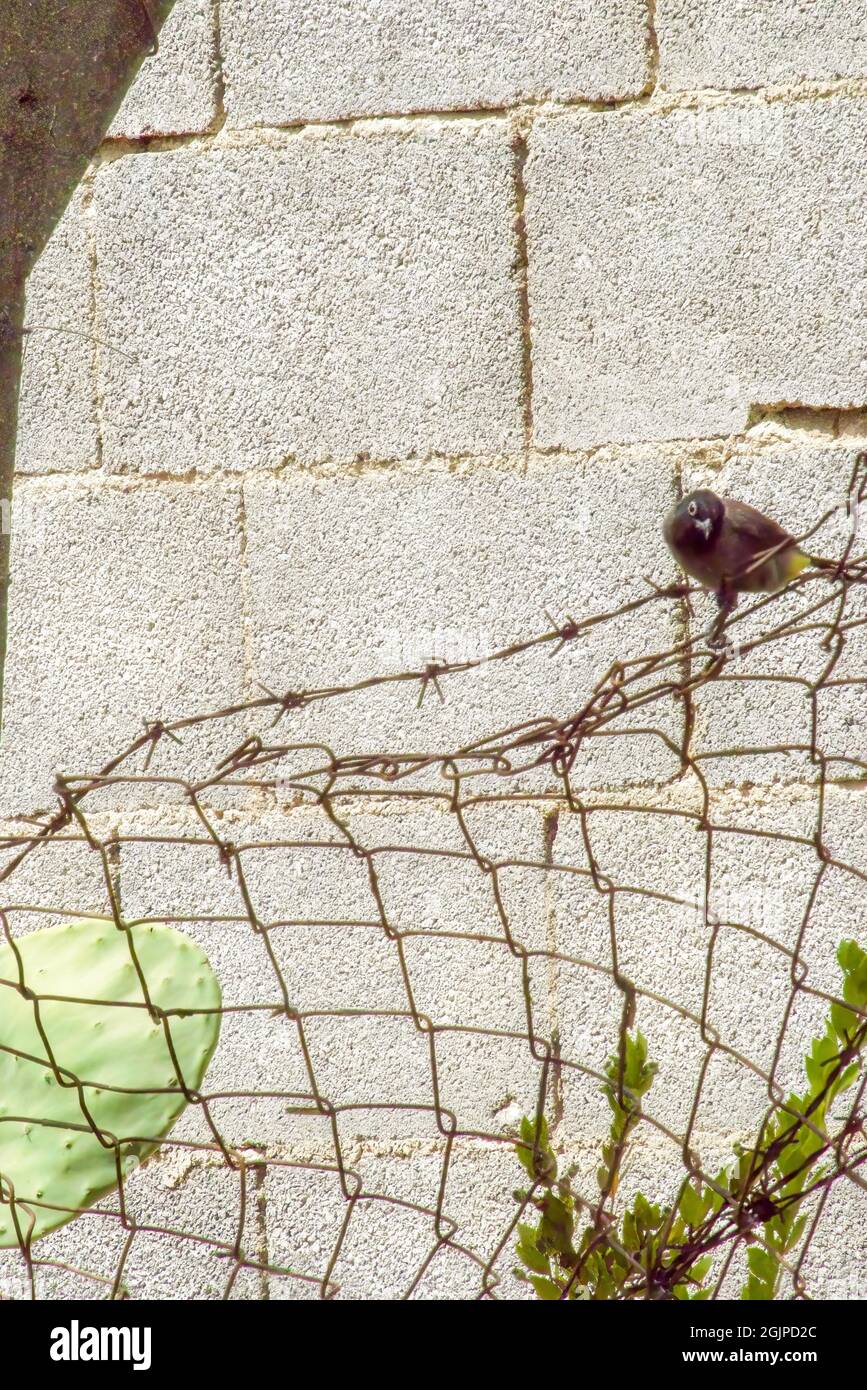Une photo de Streak Eared Bulbul vit dans la nature, qui est l'oiseau de la Thaïlande. Banque D'Images