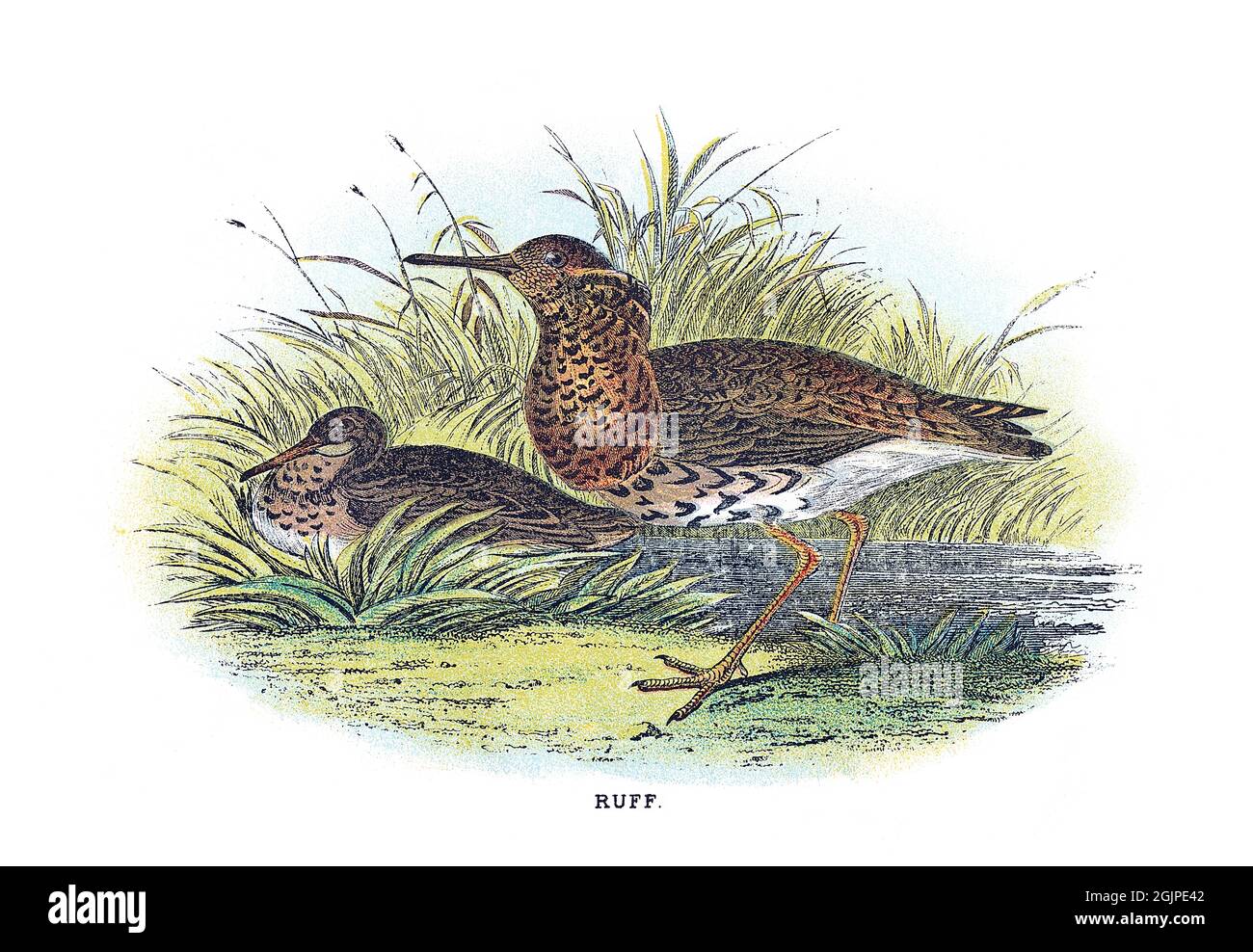 Le ruff, Calidris pugnax, est un oiseau à gué de taille moyenne qui se reproduit dans les marais et les prairies humides du nord de l'Eurasie. Banque D'Images
