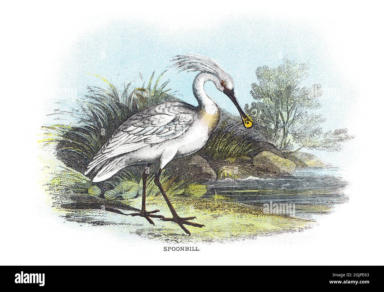 Le spaton eurasien, Platalea leucorodia, ou spoonbill commun, est un oiseau de passage à gué de la famille des ibis et spoonbill Threskiornithidae. Banque D'Images