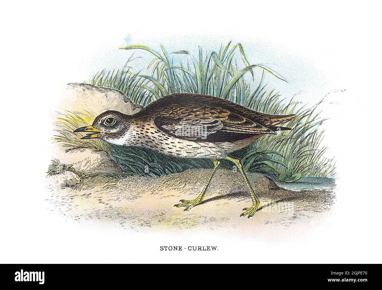 Le coursier de pierre eurasien, le genou épais eurasien, ou simplement le coursier de pierre (Burhinus oedicnemus) est une espèce nordique des Burhinidae Banque D'Images