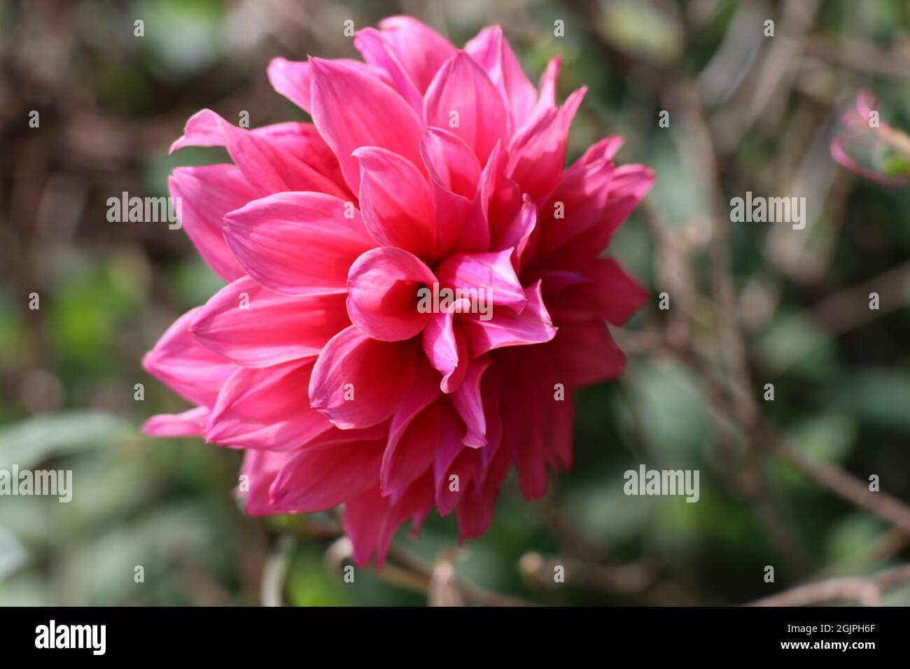 Belle fleur Dalia rose Banque D'Images