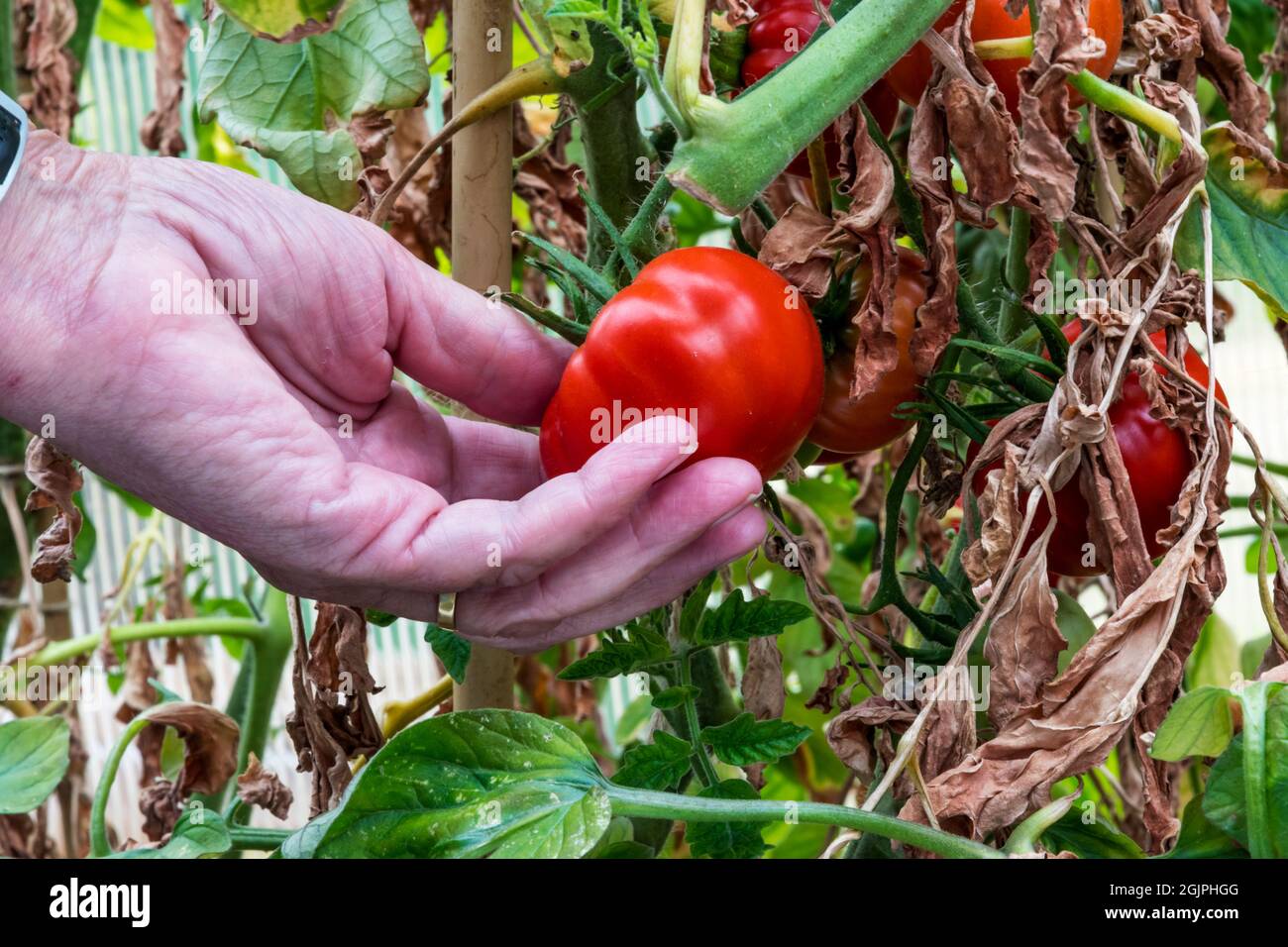 Femme cueillant de la tomate Marmande, Solanum lycopersicum, cultivée dans sa serre. Banque D'Images