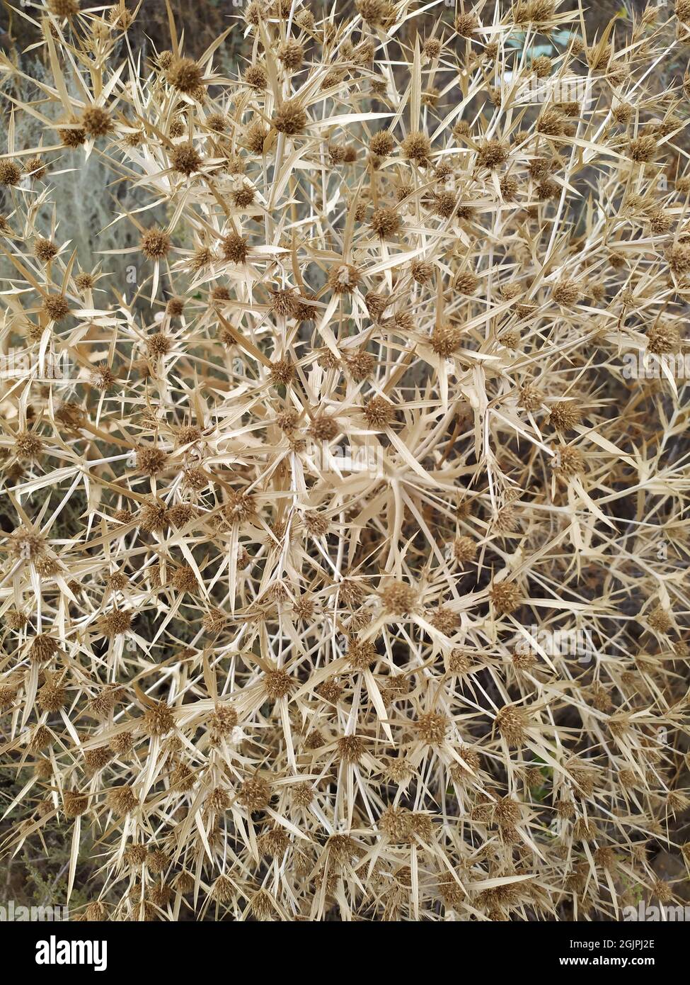 Le champ de Bluehead est une plante épineuse l'herbe sèche dans les champs du sud Banque D'Images