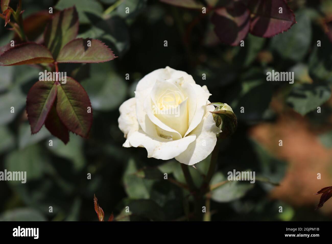 La rose blanche dit la pureté de l'amour Photo Stock - Alamy