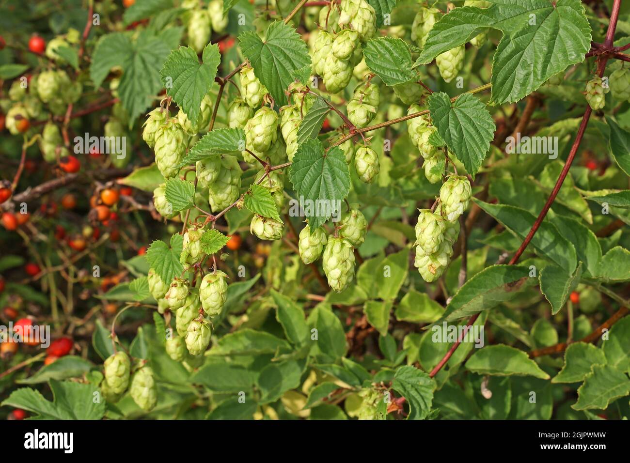 Gros plan d'un détail de cônes de houblon dans le champ de saut Banque D'Images