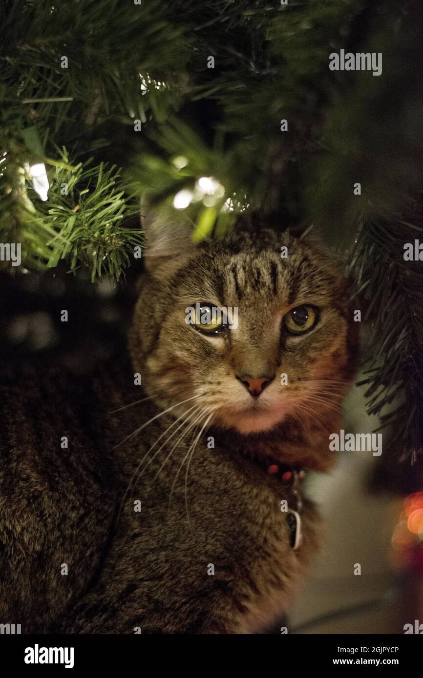 chat sous l'arbre de noël Banque D'Images