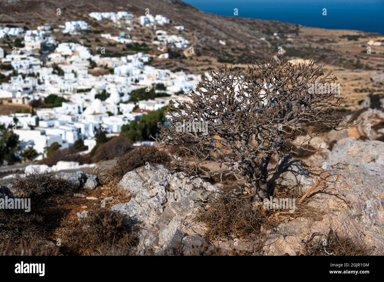 Petit buisson typique sans feuilles trouvé sur la colline au-dessus de Chora sur Folegandros Banque D'Images