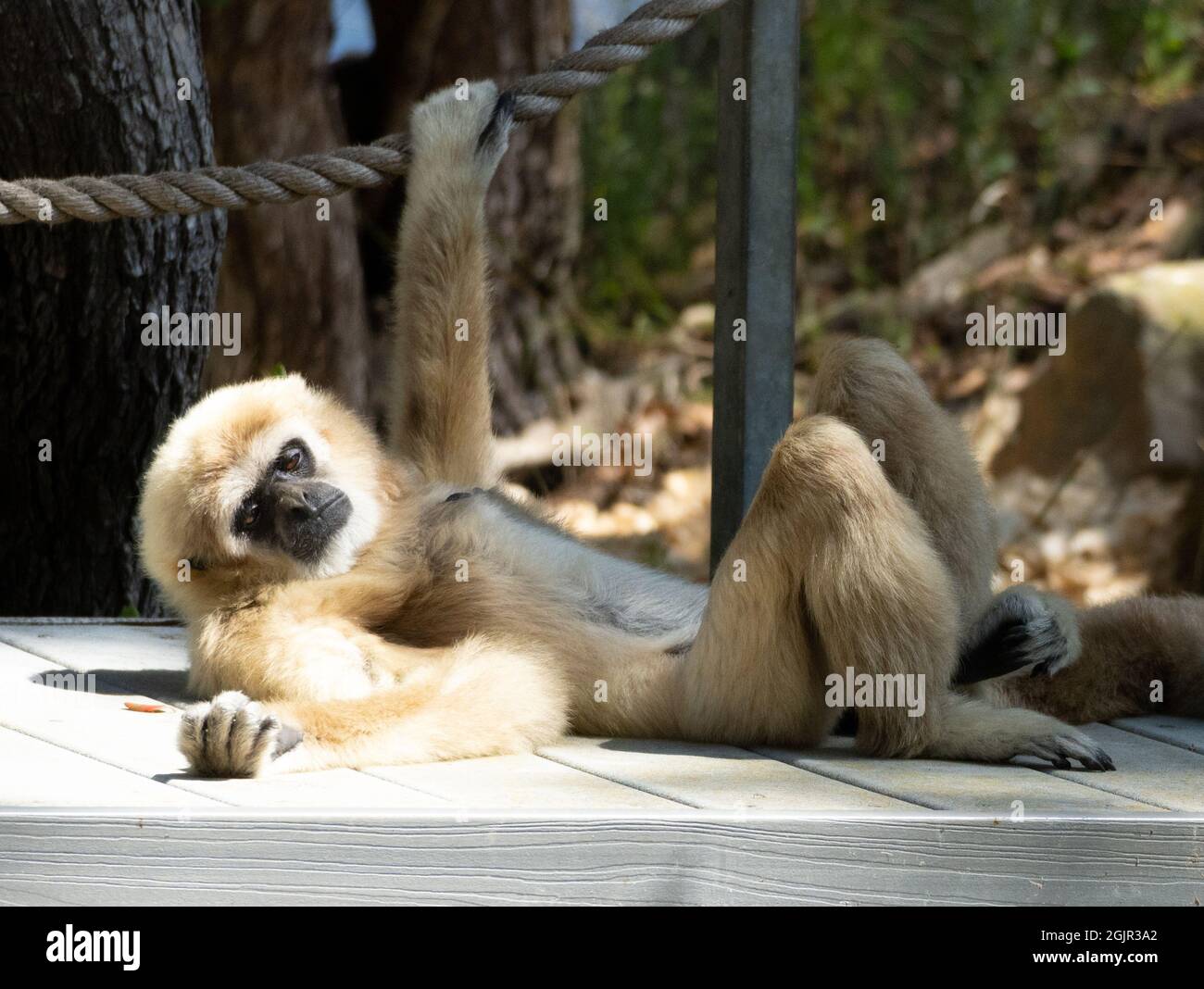 Un gibbon à main blanche (Hylobates lar ou lar gibbon) au zoo de Santa Barbara à Santa Barbara, Californie, États-Unis Banque D'Images