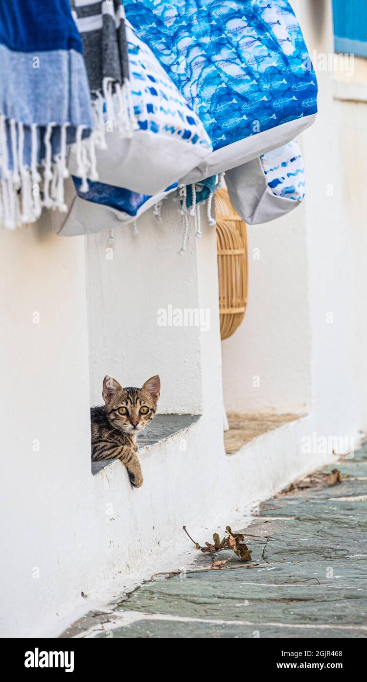 Petit chaton reposant sous des sacs de shopping à vendre dans un magasin à Chora, Grèce Banque D'Images