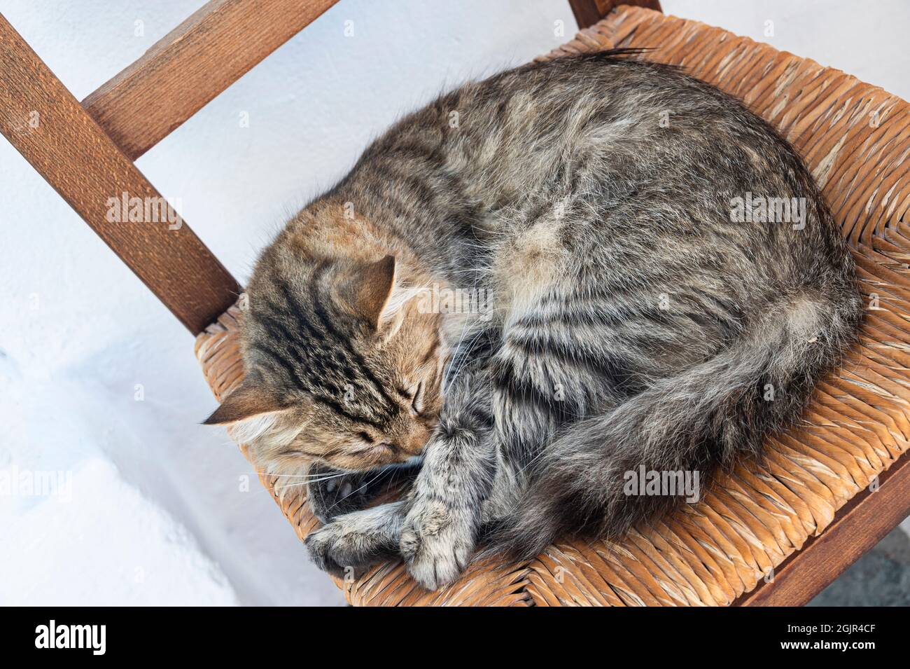 chat tabby dormant sur une chaise en osier courbé dans une balle Banque D'Images