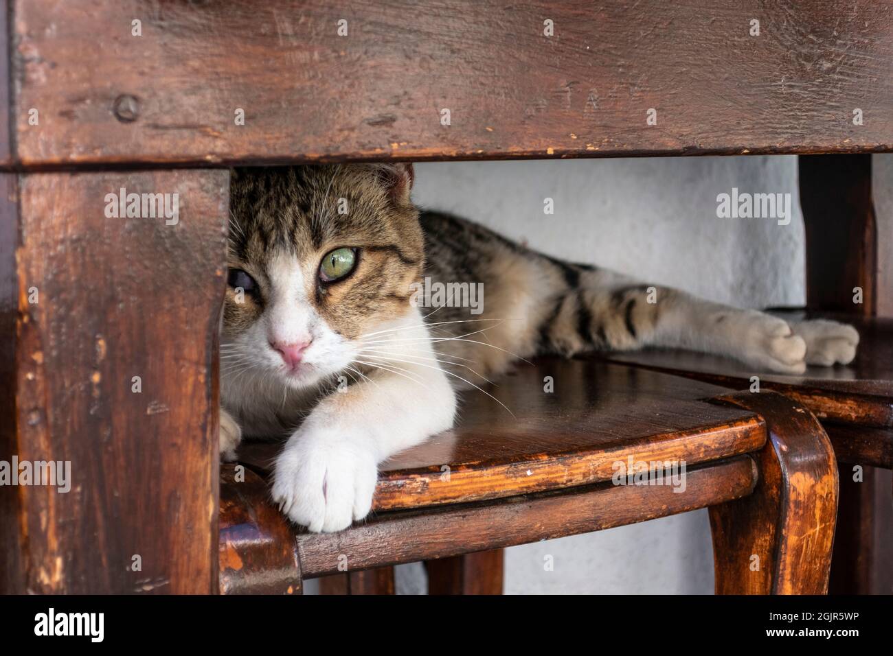 petit chat se cachant sous une table sur un tabouret Banque D'Images