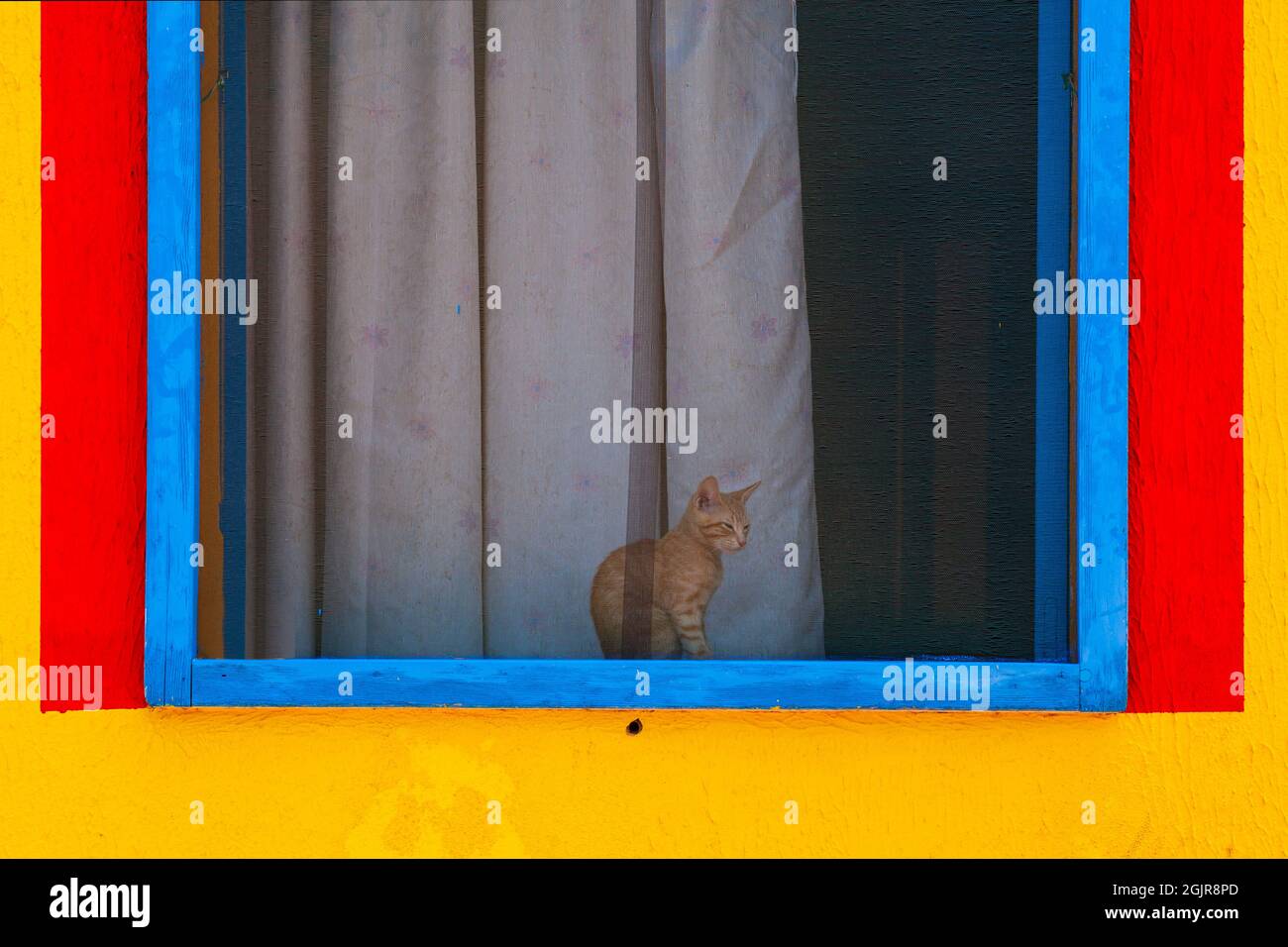 Chat assis derrière la fenêtre d'une maison colorée peinte de couleurs jaune, rouge et bleu Banque D'Images Chat assis derrière la fenêtre d'une maison colorée peinte de couleurs jaune, rouge et bleu Banque D'Images