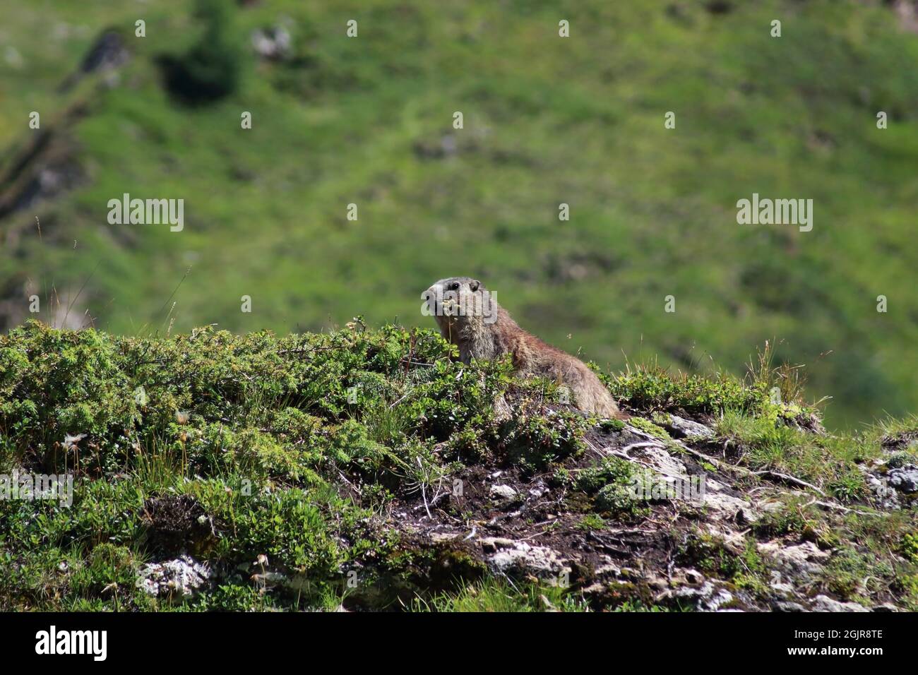 Marmotte alpine, debout sur la garde dans un champ dans les Alpes, Ischgl, Autriche, Europe / Marmota marmota -Marmotta alpina, di guardia dans un campo sulle Alpi Banque D'Images
