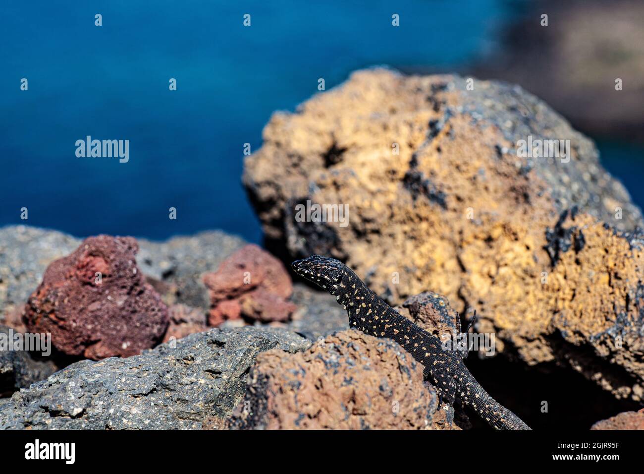 Gros plan du lézard de filfola ou du lézard de mur maltais sur la pierre de lave de Linosa, île de Pelagie. Sicile Banque D'Images Gros plan du lézard de filfola ou du lézard de mur maltais sur la pierre de lave de Linosa, île de Pelagie. Sicile Banque D'Images